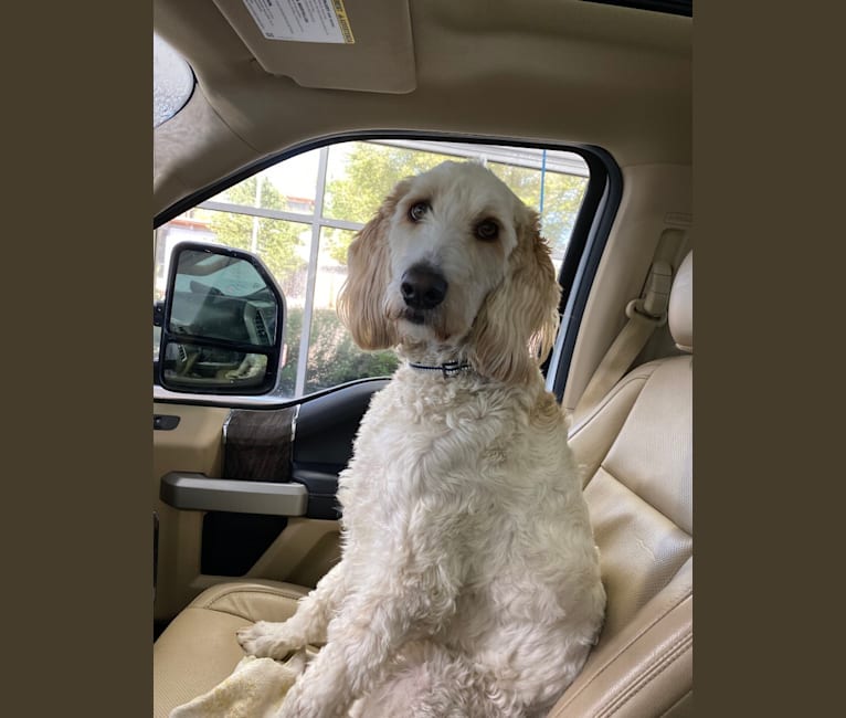 Abby, a Llewellin Setter and Poodle (Standard) mix tested with EmbarkVet.com