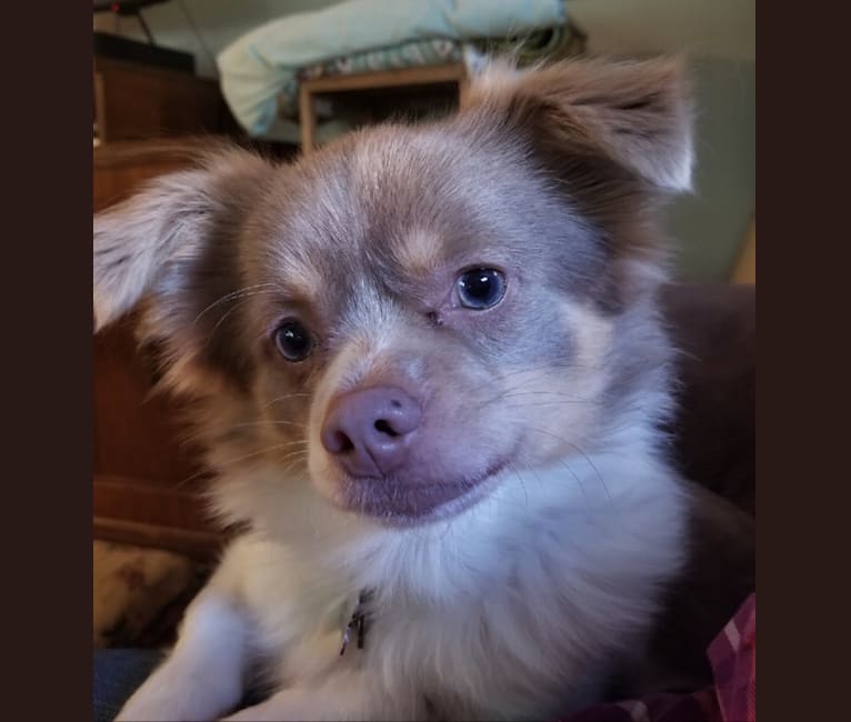 Kevin, a Chihuahua and Japanese Chin mix tested with EmbarkVet.com
