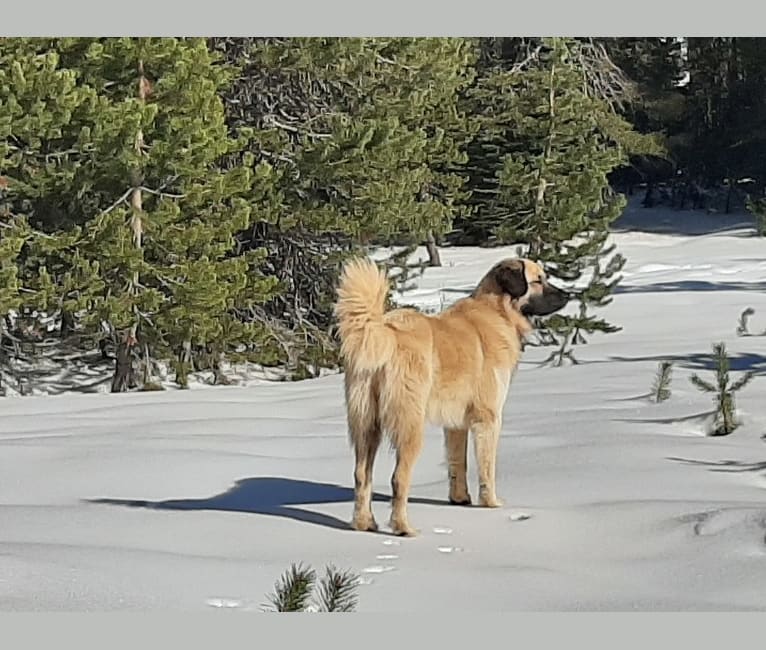 Duke, a Great Pyrenees and Anatolian Shepherd Dog mix tested with EmbarkVet.com