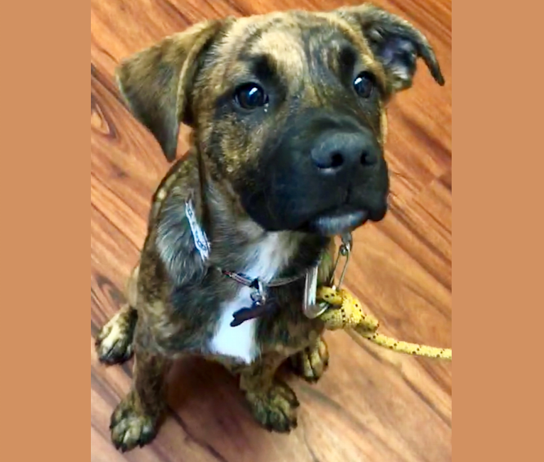 German shepherd brindle pitbull mix best sale