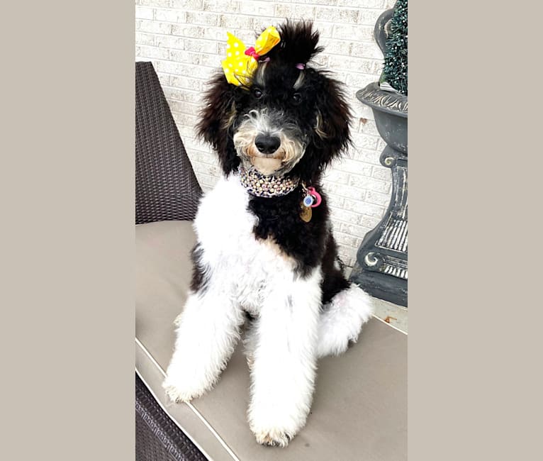 Photo of GiGi, a Poodle (Standard)  in Cambridge, Ohio, USA