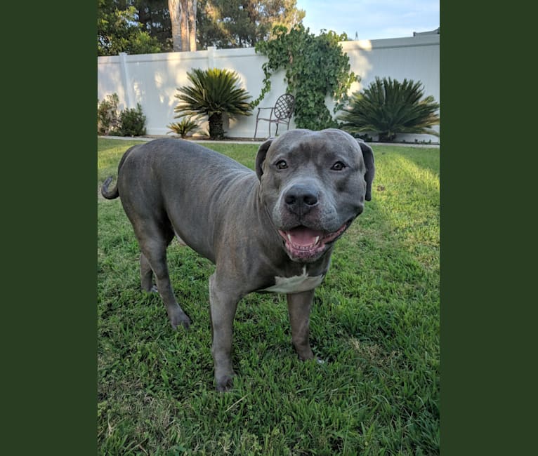 American bully american bulldog mix discount