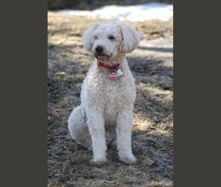Fig, a Soft Coated Wheaten Terrier and Miniature Schnauzer mix tested with EmbarkVet.com