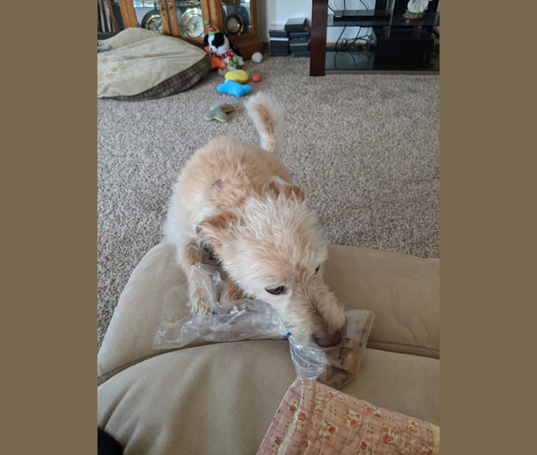 Photo of Charlie, a Poodle (Small), Russell-type Terrier, American Eskimo Dog, and Mixed mix in Illinois, USA