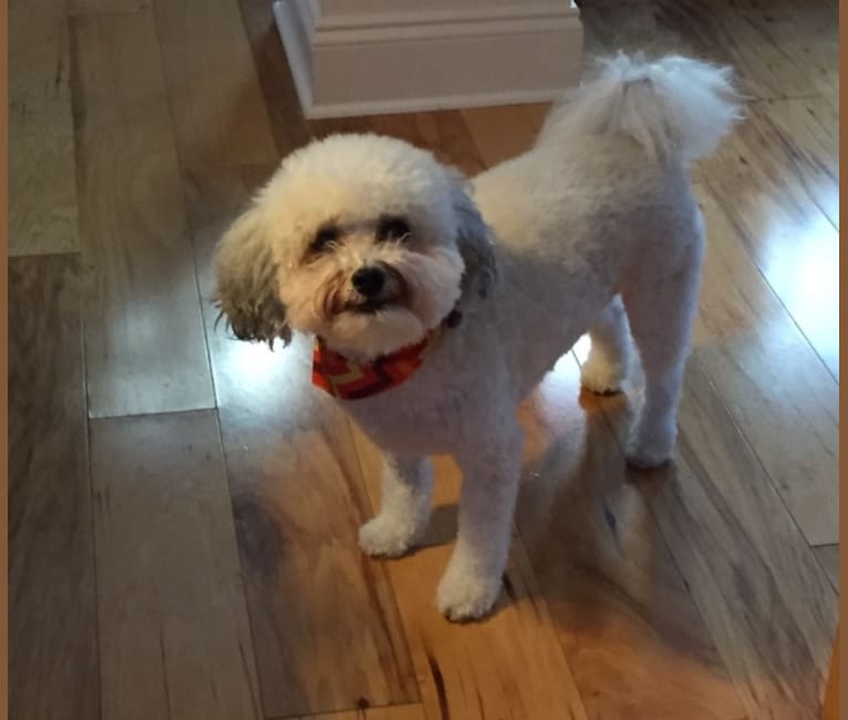 Lolly, a Bichon Frise and Havanese mix tested with EmbarkVet.com