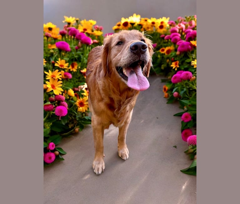 Baby Girl, a Golden Retriever tested with EmbarkVet.com