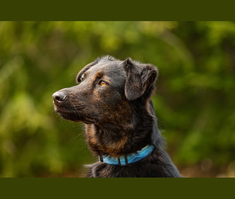 Koda, a German Shepherd Dog and Australian Cattle Dog mix tested with EmbarkVet.com
