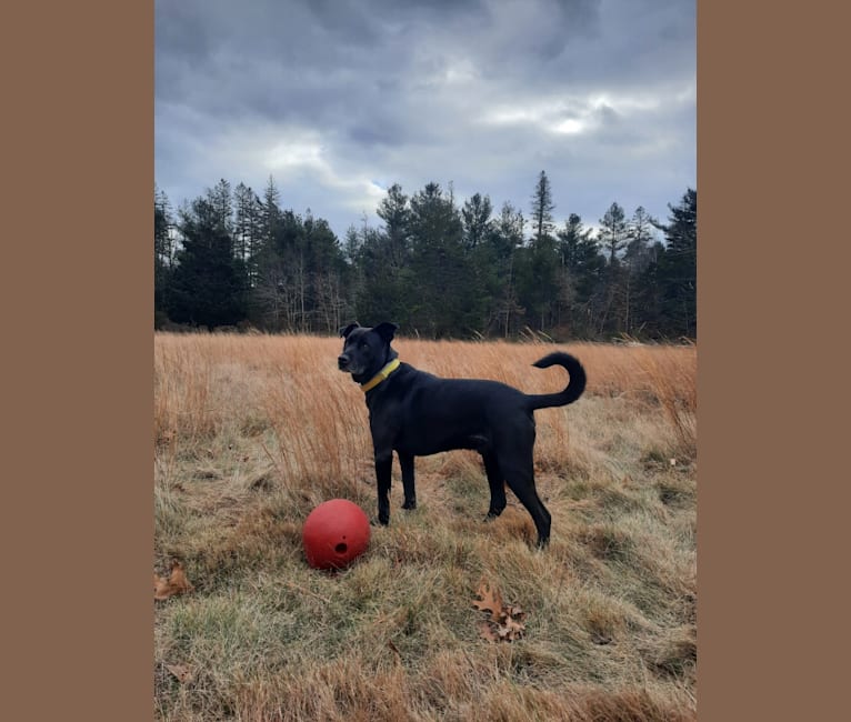 Pogie, an American Pit Bull Terrier and German Shepherd Dog mix tested with EmbarkVet.com