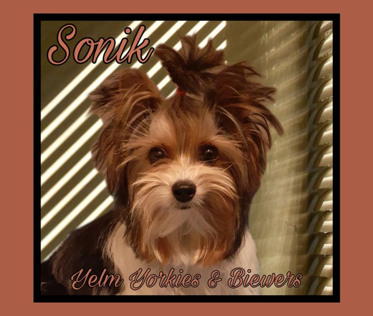 Photo of Sonik, a Biewer Terrier  in Russia