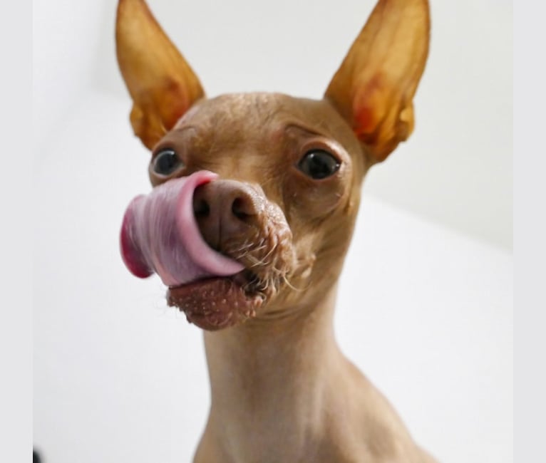 Shaggy The Hairless, a Chihuahua tested with EmbarkVet.com