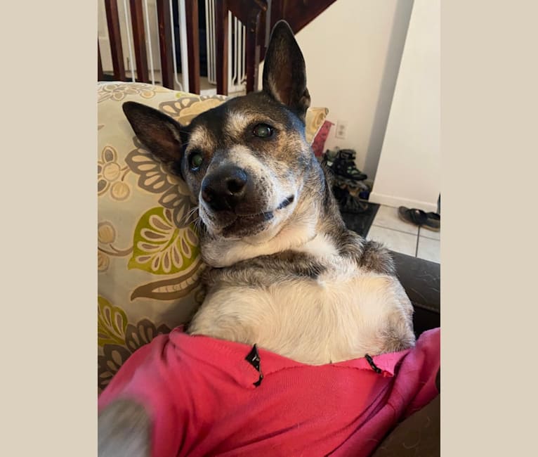 Photo of Ellie, an American Staffordshire Terrier, Chow Chow, Siberian Husky, German Shepherd Dog, and Mixed mix in Pembroke Pines, Florida, USA