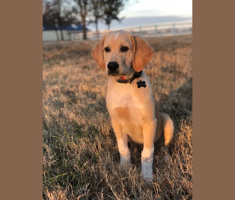 Great pyrenees store bloodhound mix