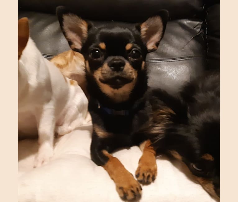 Surge, a Chihuahua tested with EmbarkVet.com