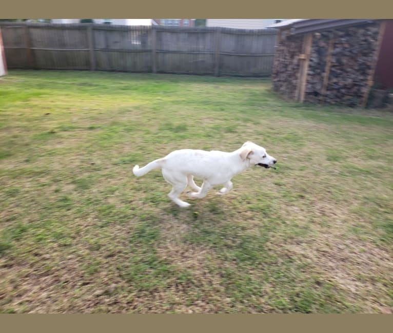 Nellie, a Great Pyrenees and American Foxhound mix tested with EmbarkVet.com