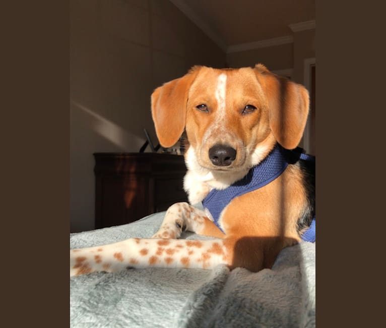 Embark Dog DNA Test Breed