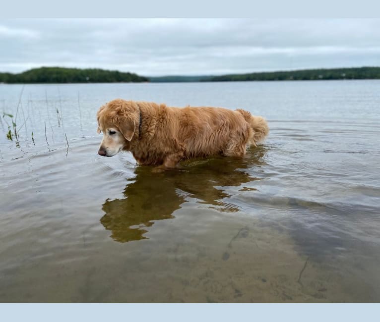 Photo of Sundae, a Goldendoodle  in Mount Forest, ON, Canada