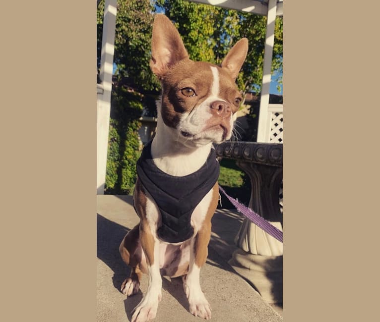 Berry, a Boston Terrier tested with EmbarkVet.com