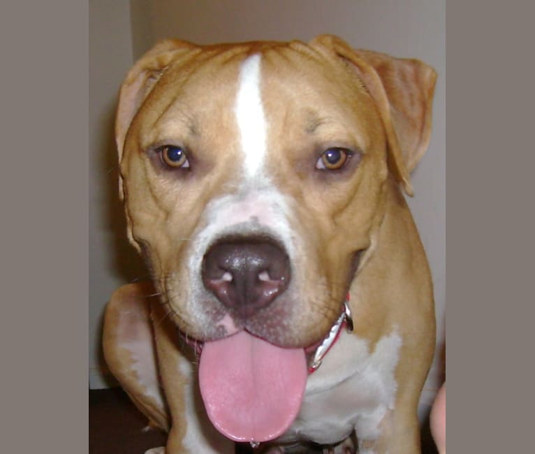 Bosco, an American Pit Bull Terrier and American Staffordshire Terrier mix tested with EmbarkVet.com