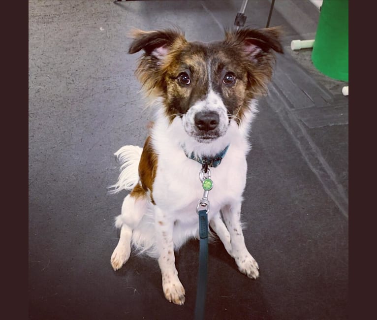 Photo of Bender, a Whippet, Border Collie, and Border Terrier mix in Pahrump, NV, USA