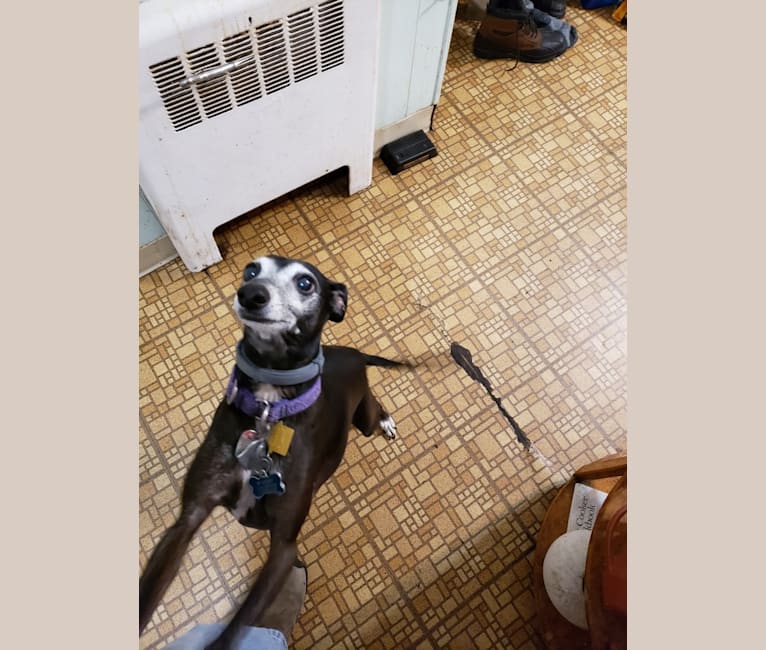 Photo of Slinky, an Italian Greyhound  in New York, USA