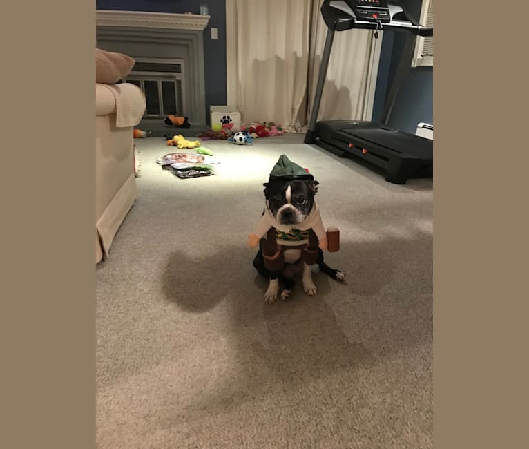 Lexington, a Boston Terrier tested with EmbarkVet.com