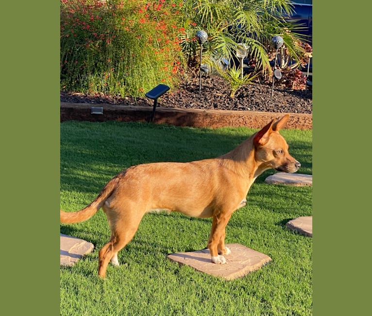 Scarlet, an Australian Cattle Dog and Chihuahua mix tested with EmbarkVet.com