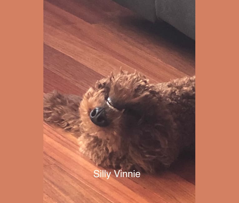 Vinnie, a Poodle tested with EmbarkVet.com