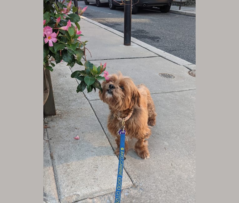 Stevie, a Lhasa Apso tested with EmbarkVet.com