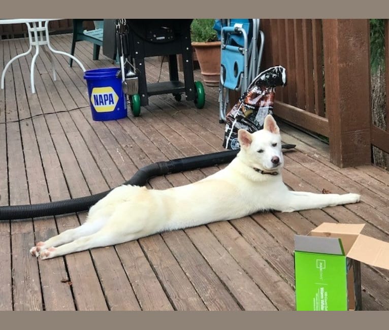 Juno, a Japanese or Korean Village Dog tested with EmbarkVet.com