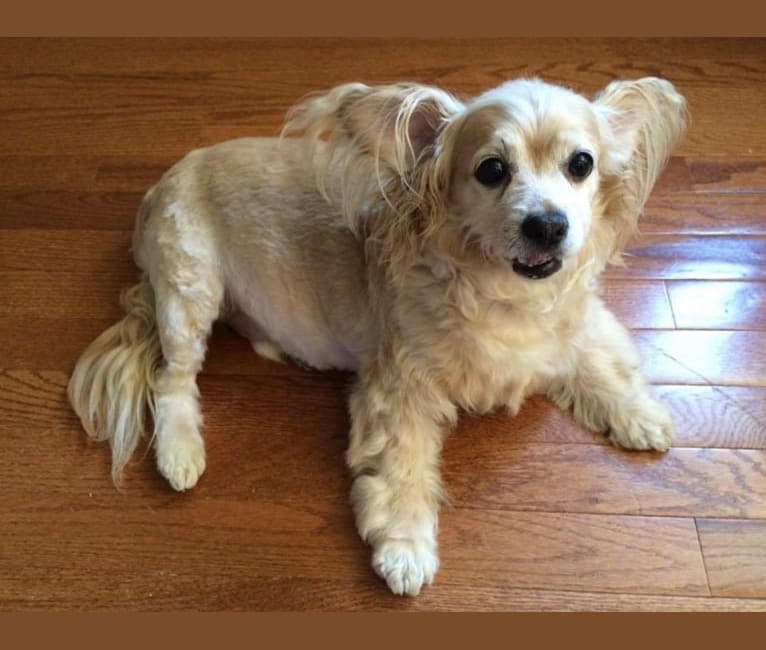 Photo of Sunny, a Cocker Spaniel, Chihuahua, Pomeranian, and Mixed mix