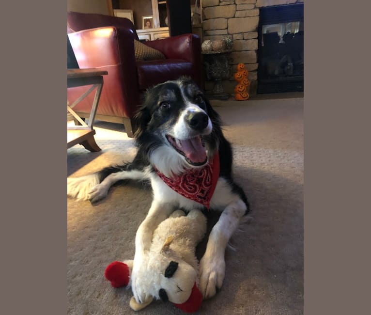 Buddy, a Border Collie tested with EmbarkVet.com