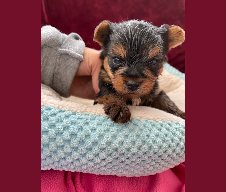 Chewy, a Yorkshire Terrier tested with EmbarkVet.com