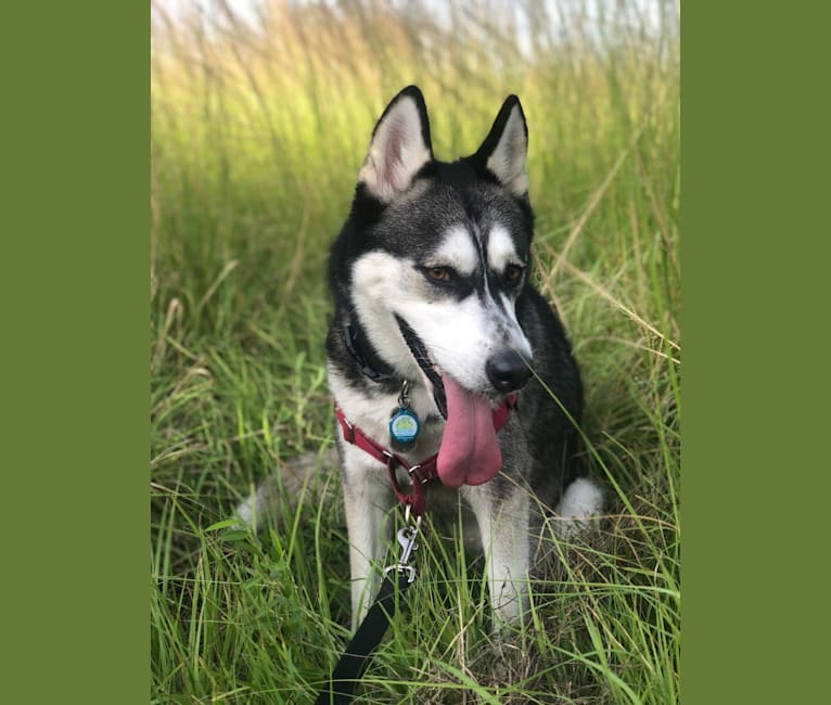 Leila, an Alaskan Malamute and Siberian Husky mix tested with EmbarkVet.com
