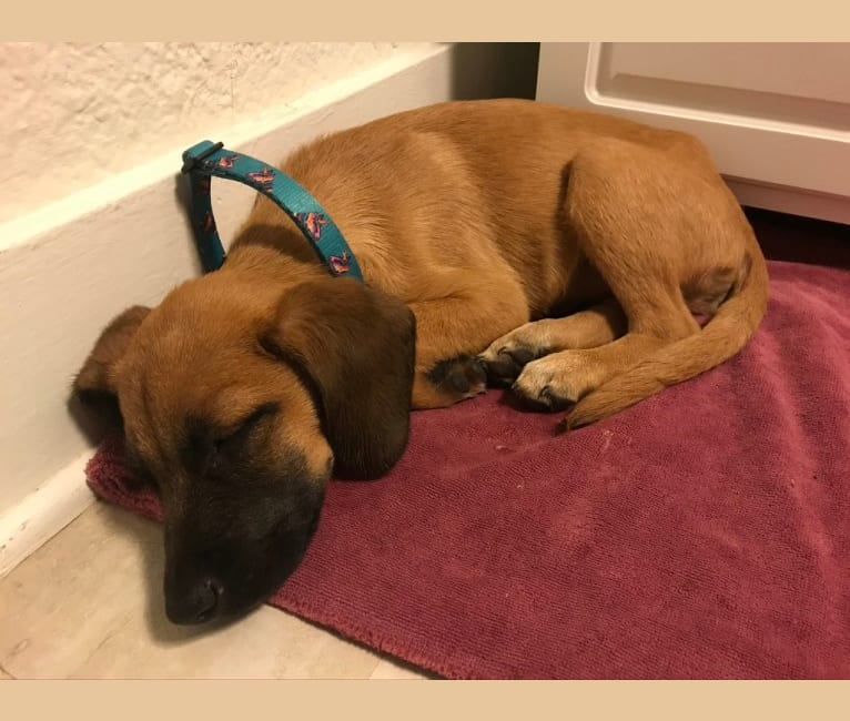 Embark Dog DNA Test Breed