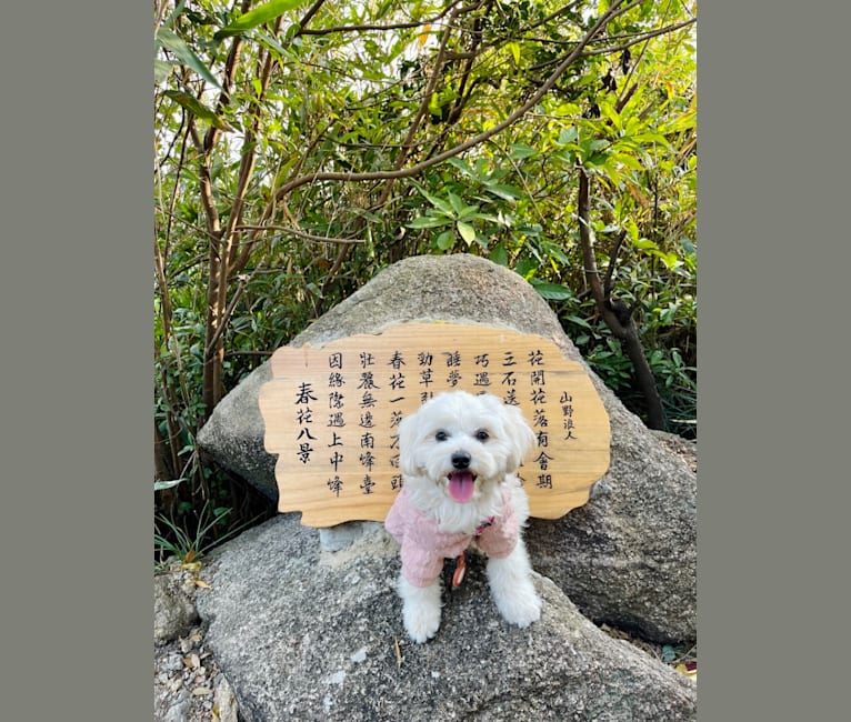 Photo of Dove, a Pekingese, Bichon Frise, Poodle (Small), Chinese Chongqing Dog, Pomeranian, and Mixed mix in China