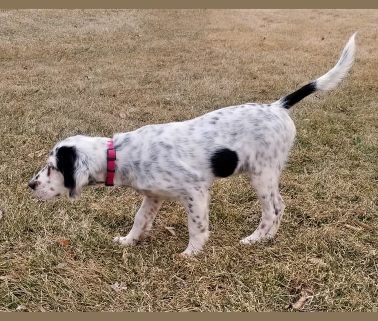 Shelby, a Llewellin Setter tested with EmbarkVet.com