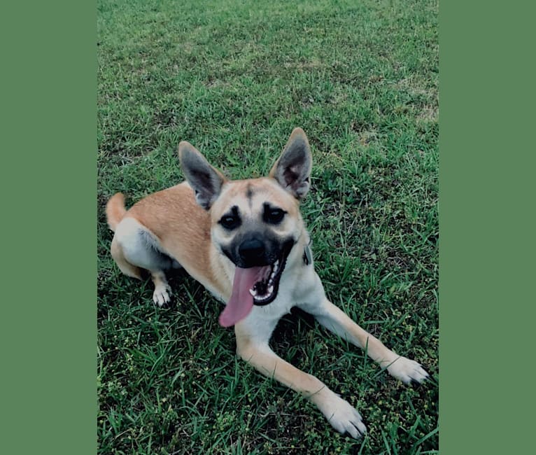 Diesel, a Chihuahua and German Shepherd Dog mix tested with EmbarkVet.com