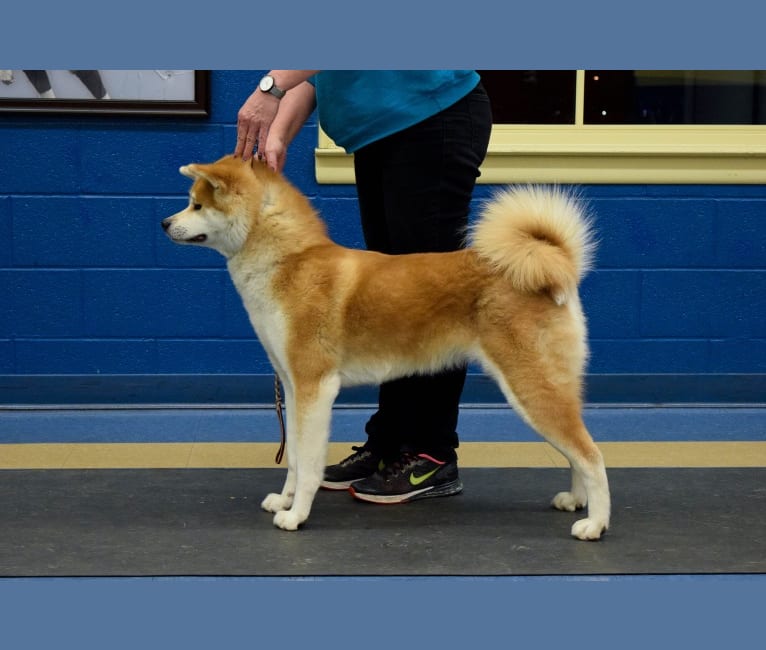 Tofu, an Akita Inu tested with EmbarkVet.com