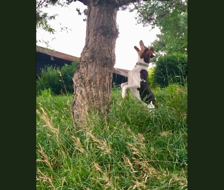 Photo of Rosie, a Treeing Walker Coonhound  in Sioux City, Iowa, USA