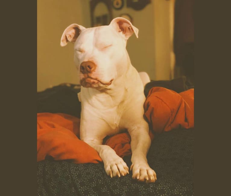 Nina, an American Bulldog and American Pit Bull Terrier mix tested with EmbarkVet.com