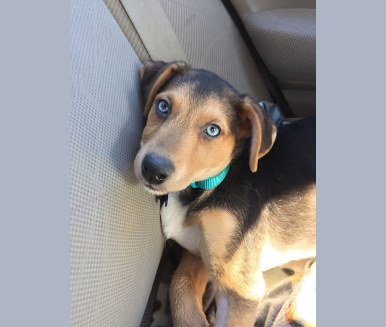 Airedale terrier outlet husky mix