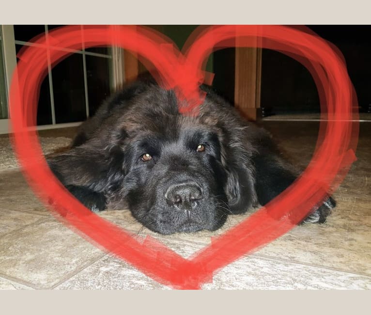 Bear outlet acres newfoundlands