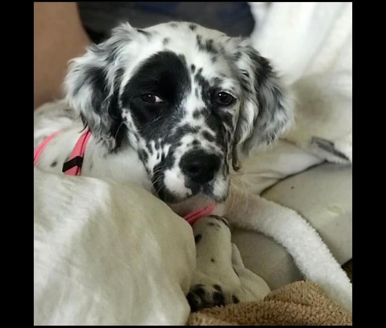 Kirby, a Llewellin Setter tested with EmbarkVet.com