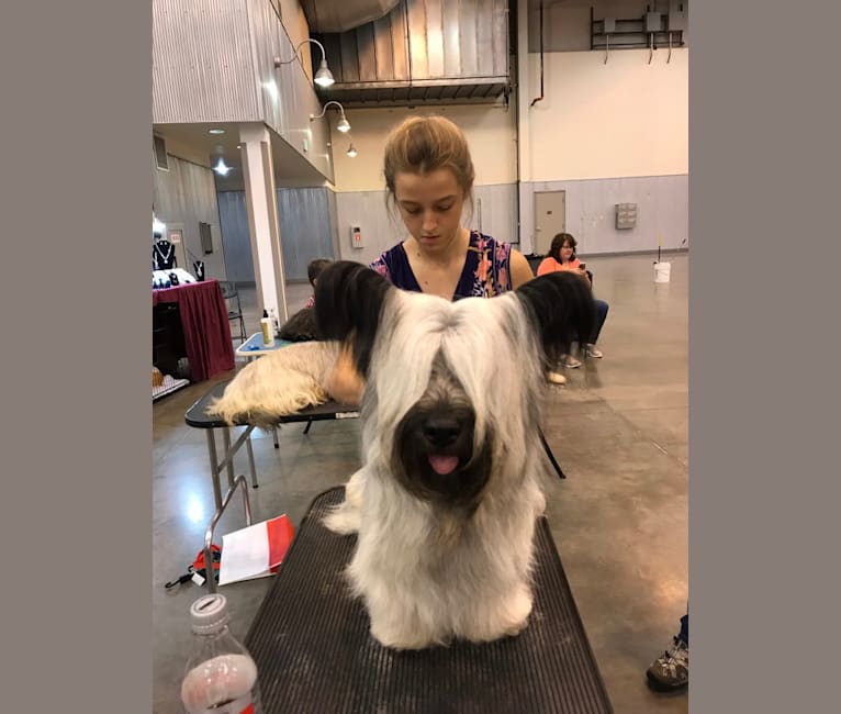 Dolly, a Skye Terrier tested with EmbarkVet.com