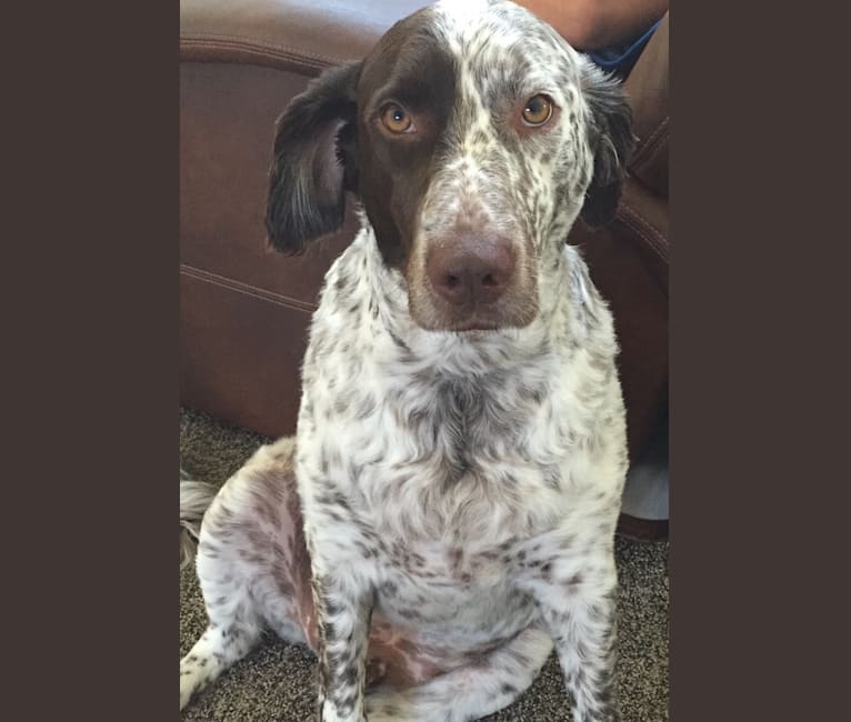 Photo of Patches, an English Springer Spaniel and Australian Cattle Dog mix in San Antonio, Texas, USA