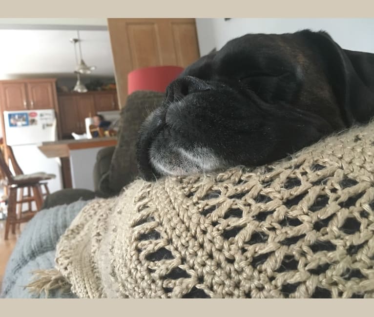 Murray, a Boxer tested with EmbarkVet.com
