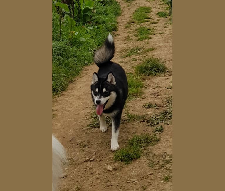 Pomsky Bandits Bandit, a Pomeranian and Siberian Husky mix tested with EmbarkVet.com