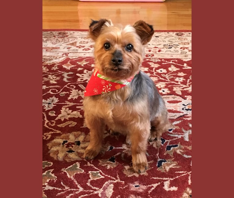 Buddy, a Yorkshire Terrier tested with EmbarkVet.com