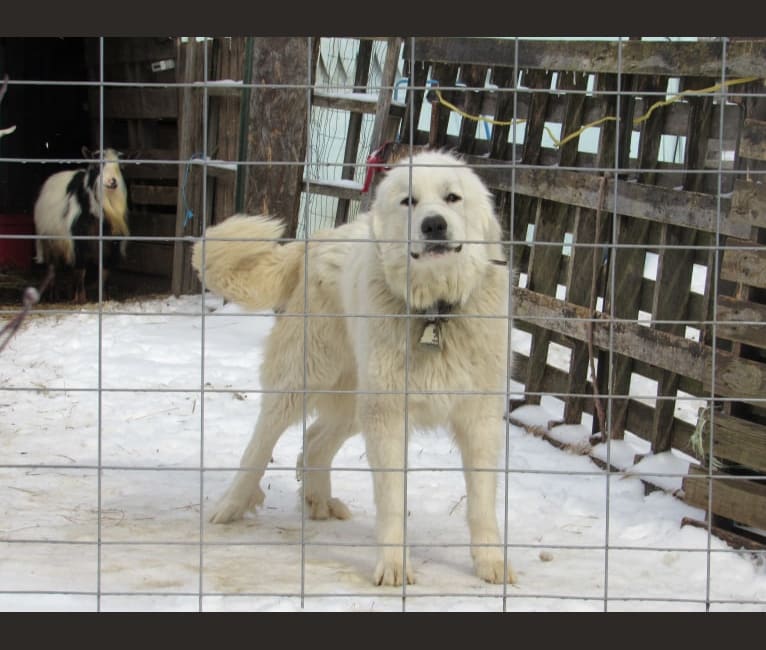 Moose, a Great Pyrenees tested with EmbarkVet.com
