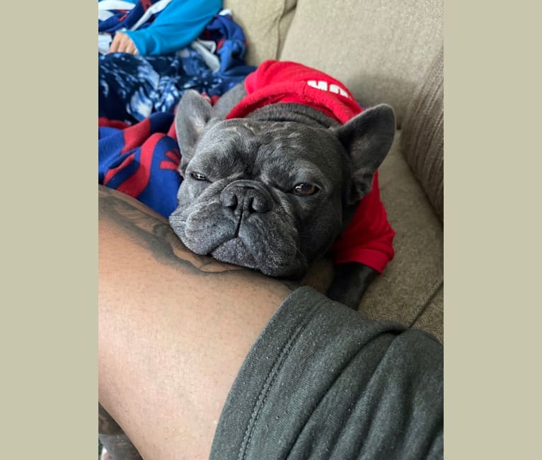 Blu, a French Bulldog tested with EmbarkVet.com